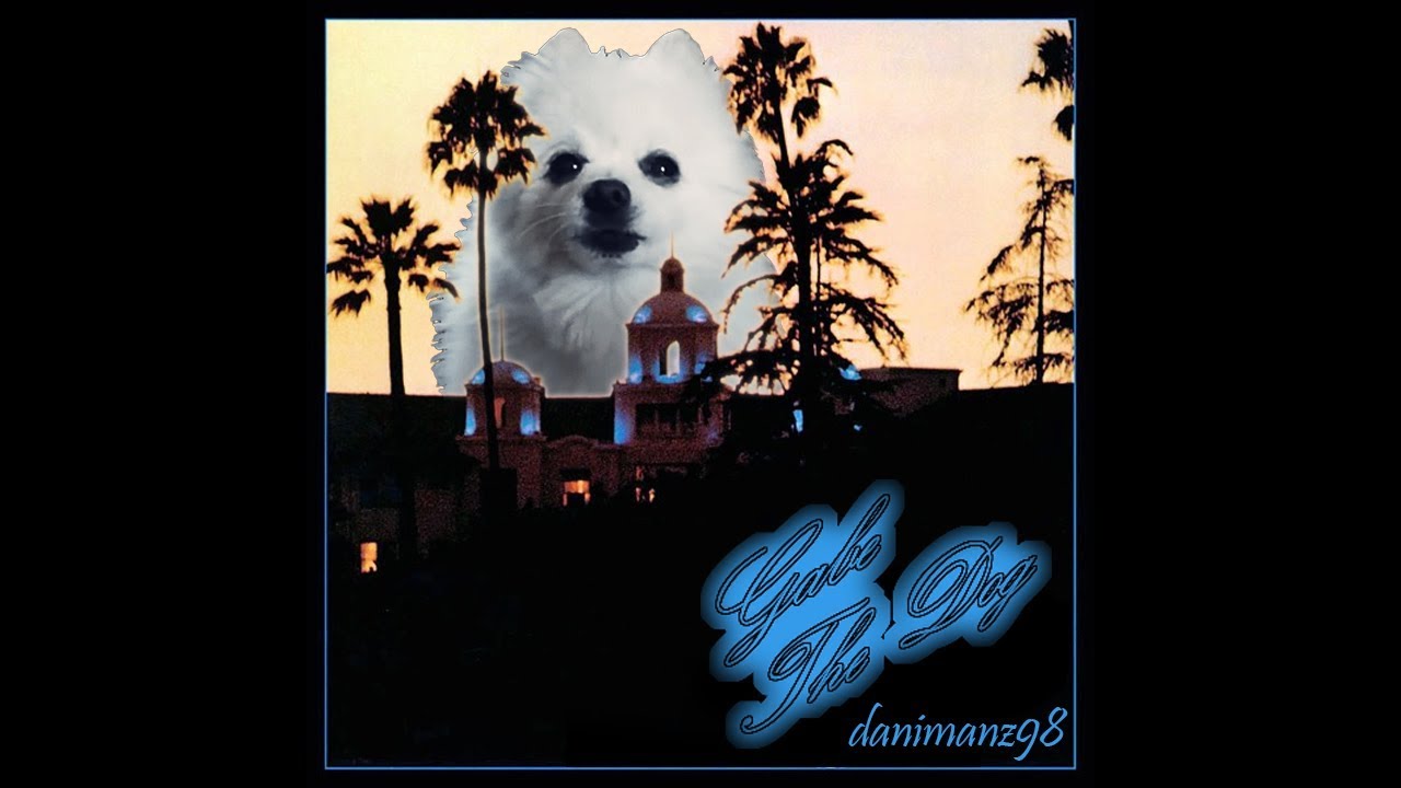 Gabe the dog - Hotel California