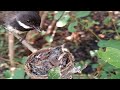 #EP9. Malaysian pied fantail Birds Raise 2 babies in the nest well [ Review Bird Nest ]