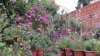 Garden Tour - Spring 2025 - Rose Garden - Garden Tour