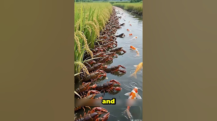 Why Thai Farmers Are Releasing Prawns into Rice Fields!