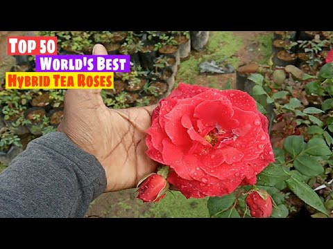Top 50 Hybrid Tea Roses, Best Hybrid Tea Roses Collection @Farming Ideas, #Gardening