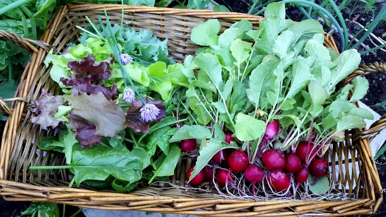 MY FIRST ORGANIC SALAD FROM OUR SMALL BACKYARD GARDEN | 