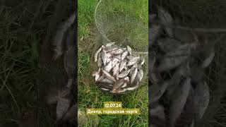 Итоги рыбалки на пшеницу #рыбалка #отдых #лето #природа