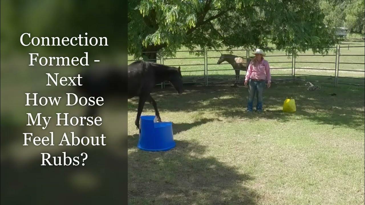 How Dose My Horse Feel About Rubs YouTube