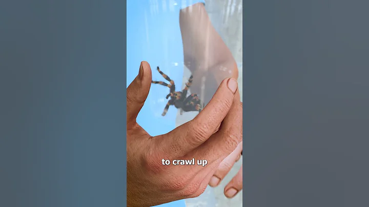How To Catch A Spider 🤔