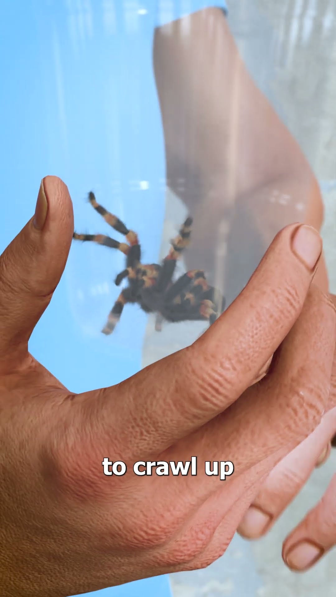 How To Catch A Spider ?