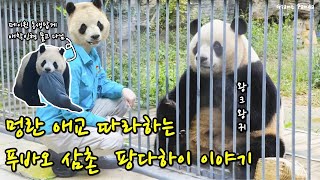 멍란 애교 따라하는 푸바오 삼촌 팡다하이 이야기🐼왕크왕귀 자이언트 판다!