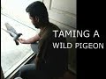 How to tame a wild Pigeon