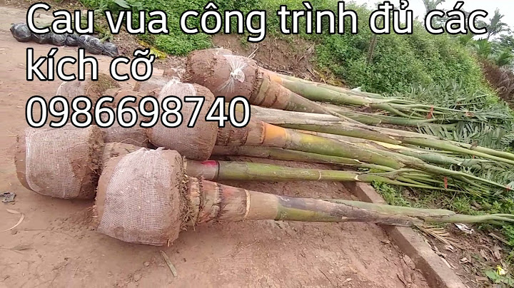 Báo giá cây cau bao nhiêu tiền 1 cây năm 2024