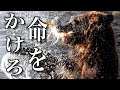 北海道がヤバすぎる。Nikon超望遠の極地。【Z9】