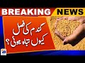 Why was the wheat crop destroyed  geo news