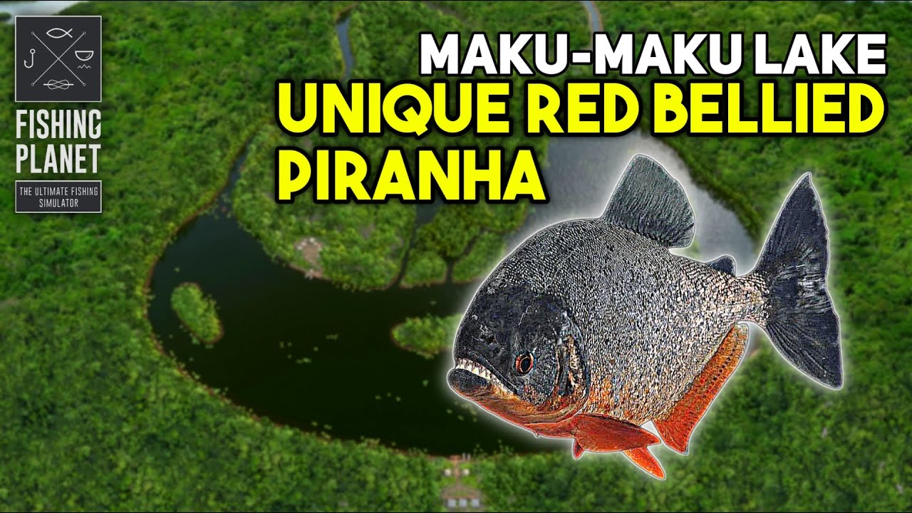 Unique Red-Bellied Piranha Maku-Maku Lake - Fishing Planet