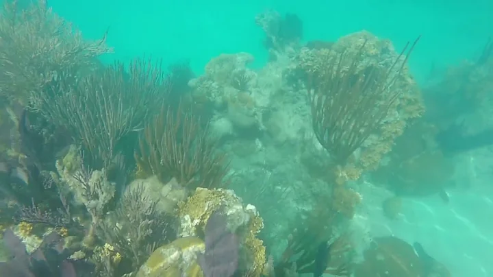 Bermuda Snorkeling Day 2