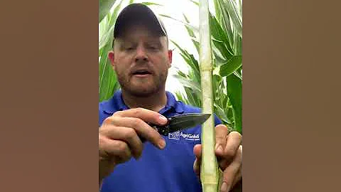 2022 Fungicide Discussion Part 2 - Plant Health Benefits