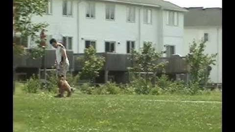 ACTT I Lecture Series - Canine Fear & Aggression