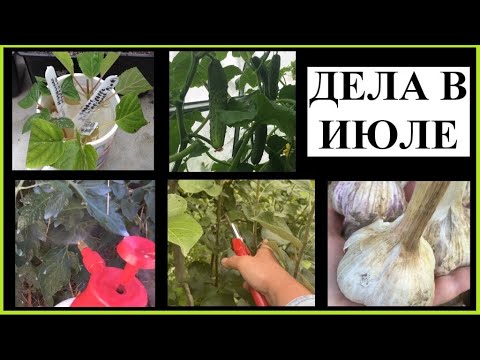 Видео: Июньские садовые работы – региональный список дел по садоводству в июне