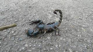 Giant Black Scorpion   Wildlife Thailand