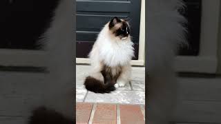 Ragdoll cat Charlie in Spring 2022