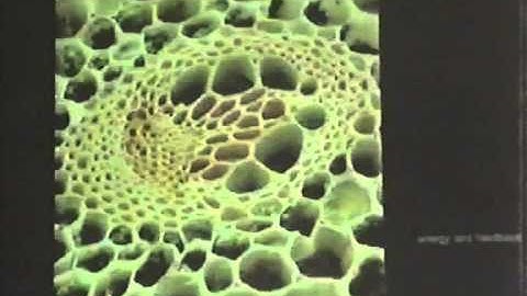 Emergence: Morphogenetic Design Strategies - Part 1