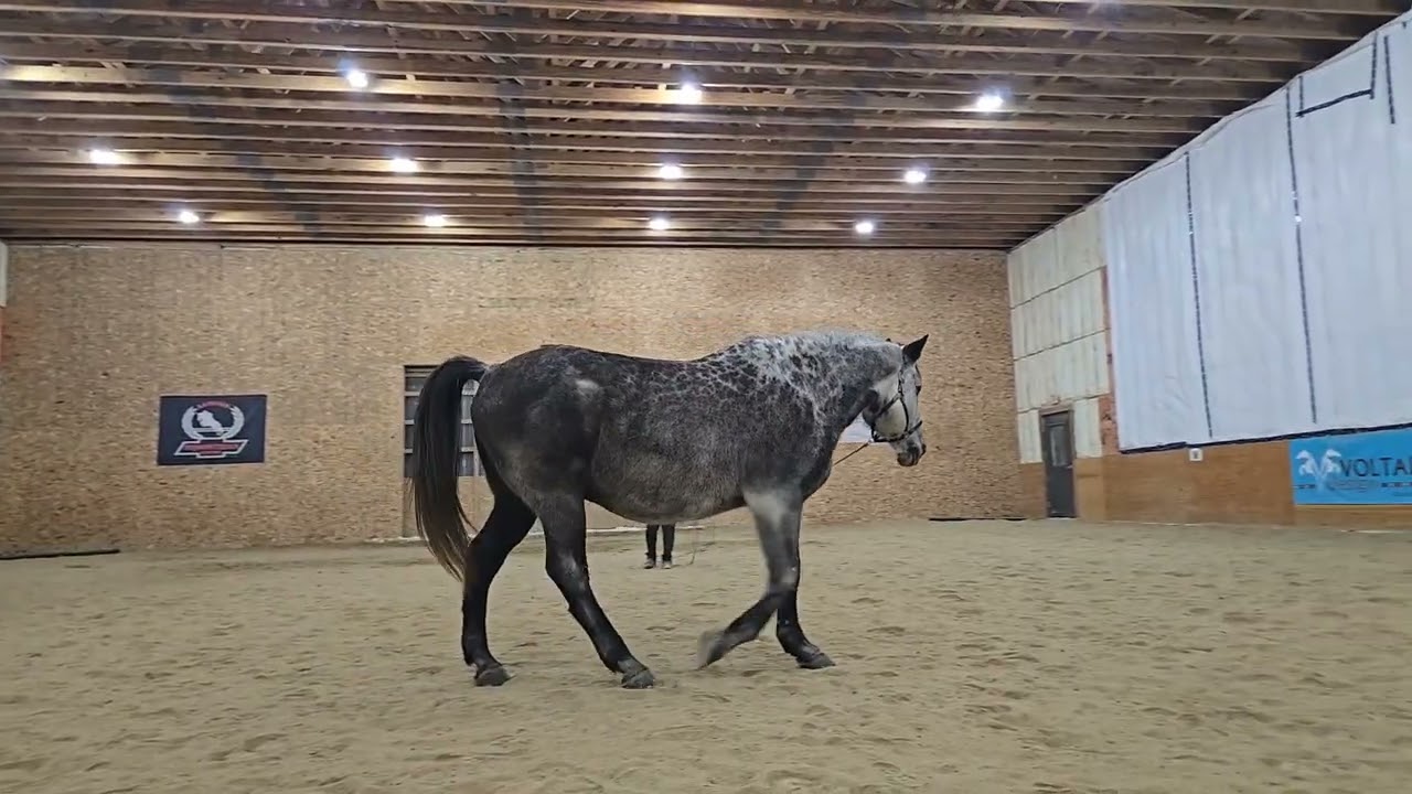 Kris & Cestus SI video Jan 8