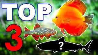My Top 3 Aquarium Fish || Beginner, Intermediate & Advanced Fish