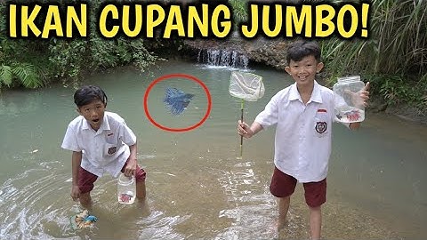PERTAMA KALI OKEM ADNAN BERBURU IKAN CUPANG JUMBO BAGUS DI SUNGAI