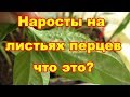 Наросты с нижней стороны листа перца это оэдема