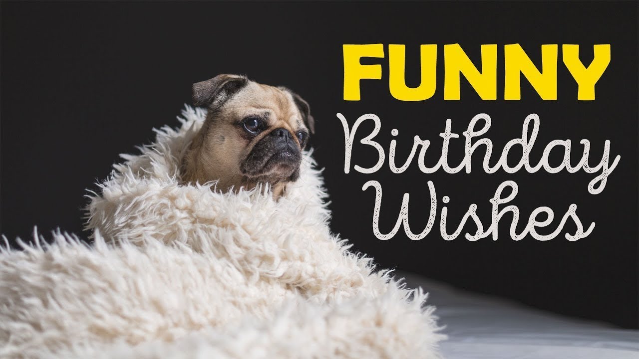 funny birthday wishes dog