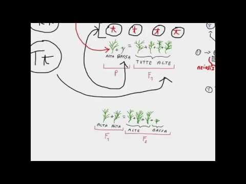 CORSO DI BIOLOGIA GENERALE - LEZIONE 56 - MENDEL - GENETICA - SEGREGAZIONE DEGLI ALLELI