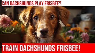 Dachshunds and Canine Frisbee: Can It Be Done? by Happy Hounds Hangout No views 1 month ago 5 minutes, 1 second