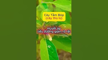 Cây Tầm Bóp (cây thù lù) _ Giảm huyết áp, tiểu đường #caycovagalangthang #caythuocviet #caytambop