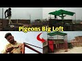 How To Make Pigeons Big Loft | Make Pigeons Biggest Setup In Easy