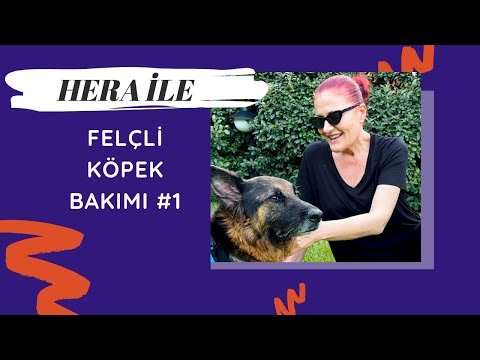 Video: Köpeklerde Omurilik Lezyonuna Bağlı Felç