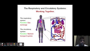 Human Body Systems Small Lesson - Google Slides
