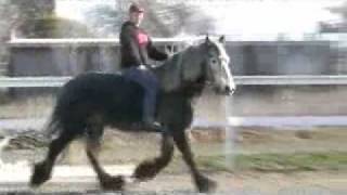 Horse love (I See The Light) by Doomsdayfreak 454 views 12 years ago 3 minutes, 49 seconds