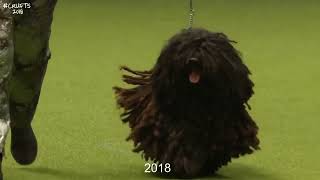Best of Breed, Pastoral Group|HUNGARIAN PULI|