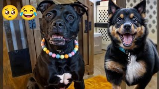 I dare you not to laugh at these FUNNY DOGS 😂