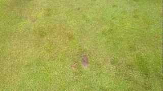 Replacing Divots for the betterment of the golf course