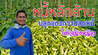 ปลูกแตงกวาปลดหนี้หลักล้านได้จริงหรือ | เกษตรผสมผสาน | อาชีพสร้างรายได้ | บ่าวยุทธพาจ้วด