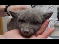 5 fox pups go to the vet!