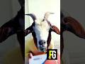 F Gote f working got  ৮৭৬০  #tranding #viral #shorts #funny #remix #babyfunn