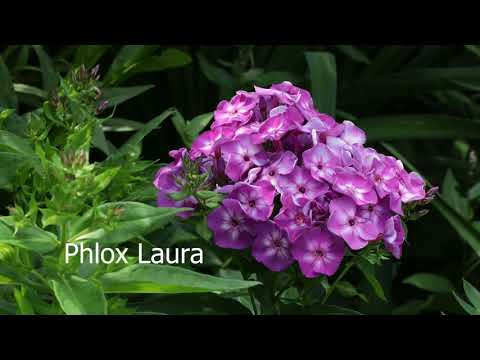 Video: Kvetoucí Trvalky (phlox A Pivoňka)