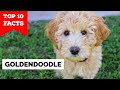 GoldenDoodle - Top 10 Facts