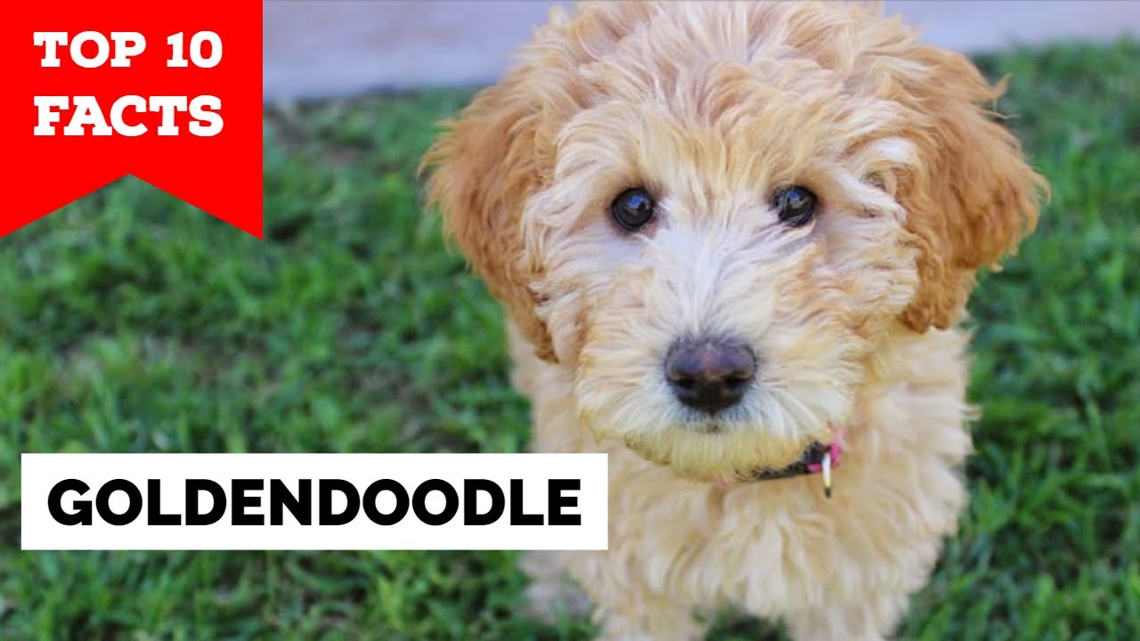 what is a goldendoodle dog