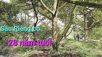 Sầu riêng cổ 28 năm tuổi ở Cai Lậy, Tiền Giang lắp béc phun thuốc tự động. TÍN DƯƠNG 0932934961