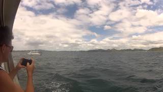 Dolphin Watching in Paihia - Bay of Islands