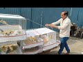 Online love birds delivery// online cocktail birds delivery//  Jahangir -9606602322