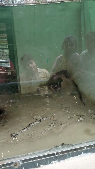 Snakes⚕️ sand boa , python etc many types caught in mobile - YouTube # ...