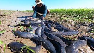 best fishing! a fisherman catch catfish in little water at field by hand / Top Unique Fishing