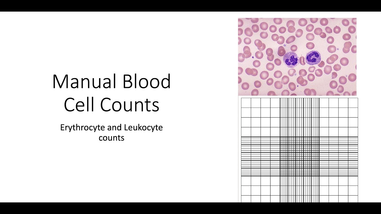 Manual Blood Cell Counts Youtube